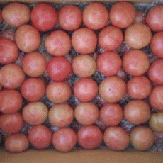 GAP인증[새론농장]완숙토마토10kg(70~100과)